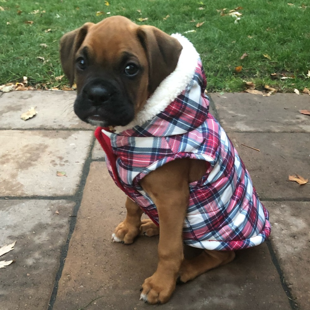Dog coat with hood